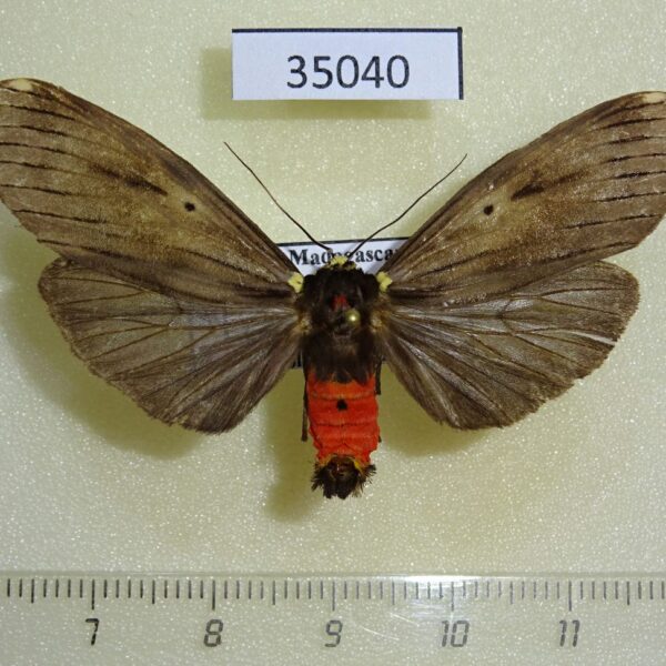 Arctiidae Phryganopteryx nebulosa Madagascar