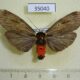 35040p Arctiidae Phryganopteryx nebulosa Madagascar $15