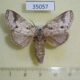 35057p Notodontiidae Acroctena lilacina f Madagascar $12