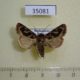 35081p-Noctuidae-Syrrusis-milloti-Madagascar-10