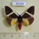 35104p-Arctiidae-Fodinoidea-staudingeri-Madagascar-10