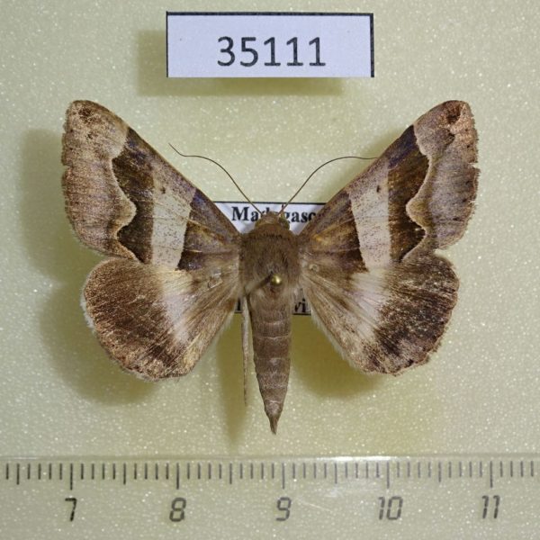 Noctuidae Caranilla sp. Madagascar