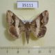 35111p-Noctuidae-Caranilla-sp.-Madagascar-9
