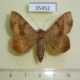 35452p-Noctuidae-Epidromia-pannosa-Dominicana-7