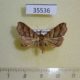 35536p-Noctuidae-sp.-Dominicana-4