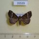 35539p-Noctuidae-sp.-Dominicana-3