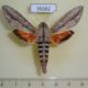 35582p-Sphingidae-Erinnyis-ello-Dominicana-9