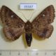 35587p-Noctuidae-sp.-Dominicana-5