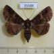 35588p-Noctuidae-sp.-Dominicana-5