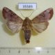 35589p Noctuidae Tiracola grandirena Dominicana $6