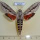 36065p-Sphingidae-Erinnyis-ello-Dominicana-9