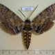 36074p-Sphingidae-Manduca-johanny-Dominicana-15