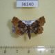 36240p-Noctudae-Pangrapta-vasava-Primorye-5