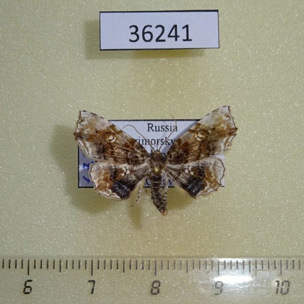 Noctuidae Pangrapta marmorata Primorye