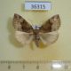 36315p-Noctuidae-Hypena-nigrobasalis-Primorye-7