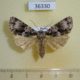 36330p-Noctuidae-Craniophora-praeclara-Primorye-4