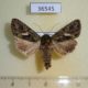36545p-Noctuidae-Trachea-atriplicis-Primorye-4