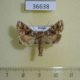 36638p-Noctuidae-Hadena-corrupta-Krasnoyarsk-reg.-5