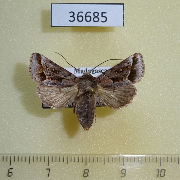 Noctuidae Fletcherea pratti Madagascar