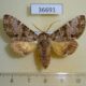 36691p-Noctuidae-Ortopla-reliquenda-Vietnam-7