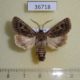 36718p-Noctuidae-Tholera-decimalis-Krasnoyarsk-reg.-4