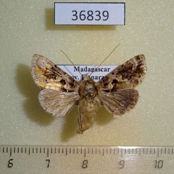 Noctuidae Ctenoplusia laqueata Madagascar