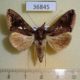 36845p-Noctuidae-Plusiopalpa-thaumasia-Madagascar-8