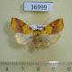 36999p-Noctuidae-Xanthia-togata-f-Krasnoyarsk-reg.-4