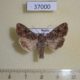 37000p-Noctuidae-Hadula-trifolii-Krasnoyarsk-reg.-4