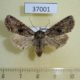 37001p-Noctuidae-Lacanobia-thalassina-Krasnoyarsk-reg.-4