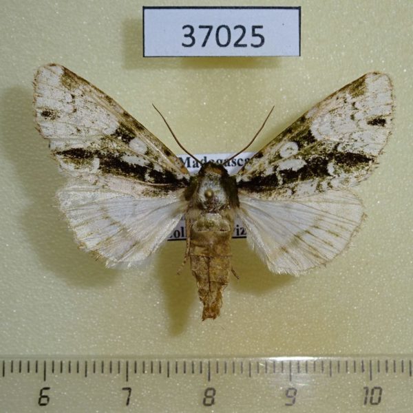 Noctuidae Madegalatha malagassica Madagascar