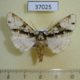 37025p-Noctuidae-Madegalatha-malagassica-Madagascar-12