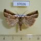 37026p-Noctuidae-Maliattha-pratti-Madagascar-9