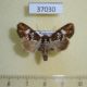 37030p-Noctuidae-Saalmuellerana-glebosa-f-Madagascar-12