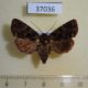 37036p-Noctuidae-sp.-Madagascar-9