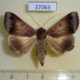 37063p-Noctuidae-Ophiusa-mejanesi-Madagascar-20