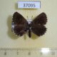 37095p-Lycaenidae-Scolantides-orion-f-Volgograd-reg.-8