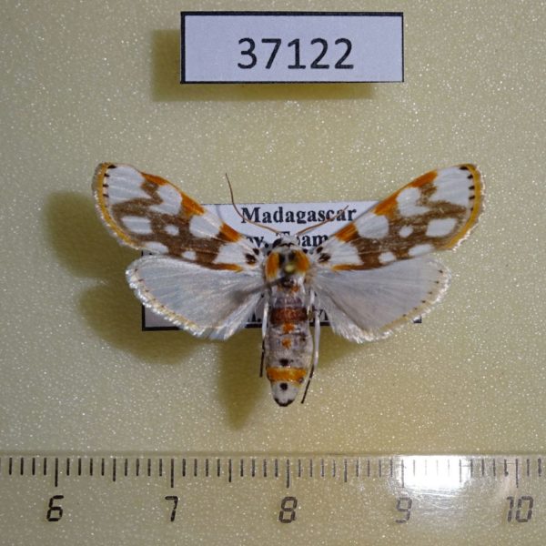 Crambidae Obtusipalpis pardalis Madagascar