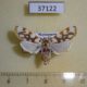 37122p-Crambidae-Obtusipalpis-pardalis-Madagascar-5