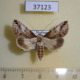 37123p-Noctuidae-Risoba-sp.-malagasy-Madagascar-12