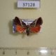 37128p-Noctuidae-Eustrotia-divisa-Madagascar-9
