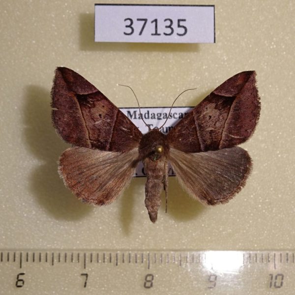 Noctuidae Dysgonia pentagonalis Madagascar