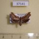 37141p-Moth-sp.-Madagascar-7