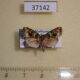 37142p Noctuidae Microplexia viridaria Madagascar $7
