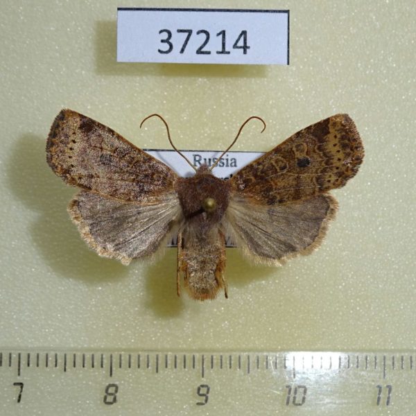 Noctuidae Conistra vaccinii Krasnoyarsk reg.