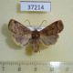 37214p-Noctuidae-Conistra-vaccinii-Krasnoyarsk-reg.4