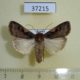 37215p-Noctuidae-Xestia-c-nigrum-Krasnoyarsk-reg.-3