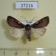 37216p-Noctuidae-Xestia-c-nigrum-Krasnoyarsk-reg.-3