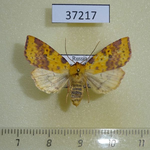 Noctuidae Xanthia togata f Krasnoyarsk reg.