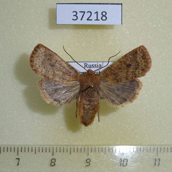 Noctuidae Conistra vaccinii Krasnoyarsk reg.